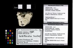 Foto (Objekt + Etikett) von Goniodromitidae indet.  (NHMW-GEO-1990-0041-0389)